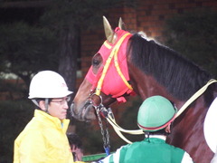 20181205 大井12R サジタリウス賞 B2 マイネルグルマン 13
