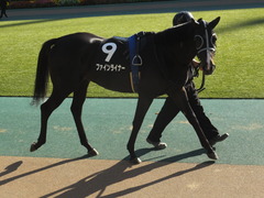 20141122 東京9R からまつ賞 ファインライナー 07