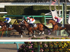 20160227 中山11R 総武S 4歳上OP ショウナンアポロン 18
