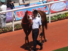 20160618 阪神8R 3歳上牝馬500万下 レーヌドブリエ 09