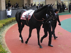20141206 中京11R 金鯱賞(G2) サトノノブレス 08