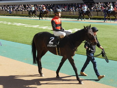 20150214 東京8R 春嶺JS メジロサンノウ 14
