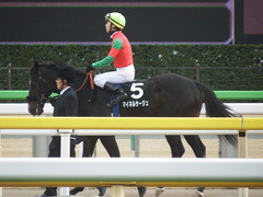 20190126 東京11R 白富士S 4歳上OP マイネルサージュ 14