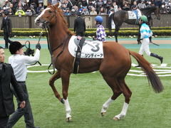 20150222 東京5R 3歳メイクデビュー シンディーア 08