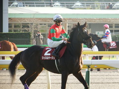 20171105 東京11R AR共和国杯(G2) マイネルサージュ 17