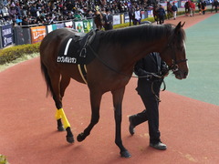 20141207 中京9R 栄特別 ビップレボルシオン 05