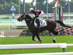 20170514 京都5R 3歳未勝利 ホウオウドリーム 24