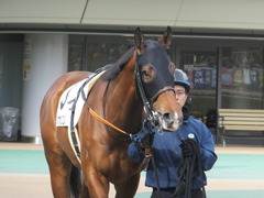 20170205 東京1R 3歳未勝利 メガポリゴン 02
