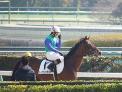 20180224 中山4R 4歳上障害未勝利 トーセンカナロア 15