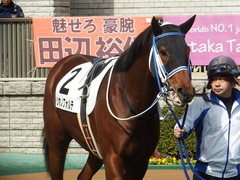 20190209 東京3R 3歳未勝利 シホノフォルテ 05