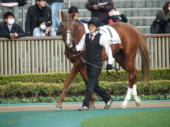 20180128 東京12R (1000) ブリラーレ 06