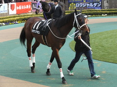 20150222 東京11R 金蹄S ショウナンアポロン 03