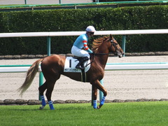 20150912 中山5R 2歳メイクデビュー ヤマニンリュウセイ 12