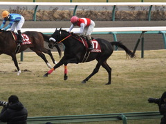 20150125 中山11R AJCC(G2) ショウナンラグーン 16