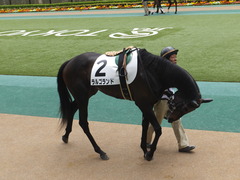 20160423 東京4R 3歳未勝利 ラルゴランド 03