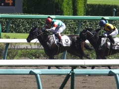 20170918 中山6R 3歳未勝利 キスミーダーリン 19
