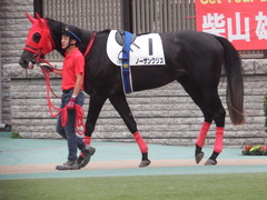 20181008 東京12R (500) ノーザンクリス 05