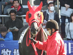 20180303 中山2R 3歳未勝利 ノーザンクリス 13