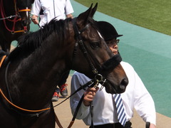 20160501 東京9R 陣馬特別(1000) マイネルサージュ 04