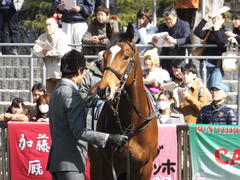 20150221 東京6R 4歳上500万下 マイネルグルマン 08