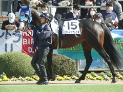 20190223 中山7R 4歳上(500) アドマイヤムテキ 06
