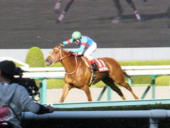 new_20150920 阪神11R ローズS(G2) レーヌドブリエ 20