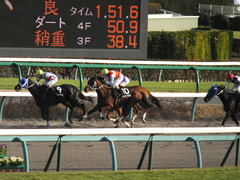 20141213 中山10R 北総S ショウナンアポロン 16