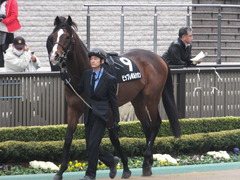 20160206 東京9R 箱根特別 ビップレボルシオン 04