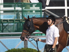 20150912 中山10R 鋸山特別 1000万下 ヴィルトグラーフ 03