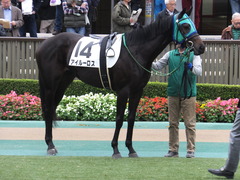 20151123 東京1R 2歳未勝利 アイルーロス 01