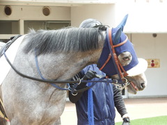 20180324 中山3R 3歳未勝利 ウェディングベール 06
