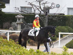 20170114 京都8R 4歳上牝馬500万下 サラマンカ 13