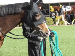 20150112 中山5R 3歳未勝利 ロジダーリング 06