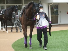 20190323 中山9R ミモザ賞 3歳牝馬(500) トロハ 02