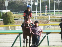 20180217 東京11R ダイヤモンドS(G3) ホウオウドリーム 22