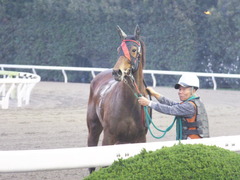 20151224 大井2R 2歳新馬 マルカンヒラリー 18