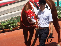 20160618 阪神8R 3歳上牝馬500万下 レーヌドブリエ 10