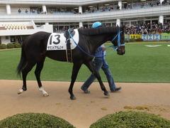 20150124 中山5R 3歳未勝利 サウンドアラムシャ 05