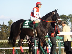 20140119 中山競馬場 ショウナンラグーン 14