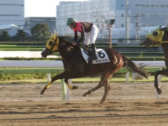 20181115 大井2R 2歳新馬 ラッキーナッキー 17