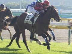 20161120 東京1R 2歳未勝利 メガポリゴン 18