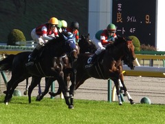 20161105 東京9R 南武特別(1000) マイネルサージュ 21
