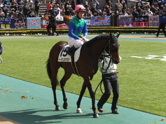 20150221 東京5R 3歳未勝利 トーセンカナロア 11