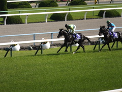 20140504 京都11R 天皇賞春 ノブレス&ゴルシ 0 1