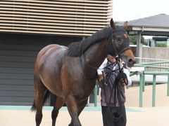 20170930 中山10R 習志野特別(1000) オウケンブラック 23