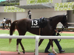 20170910 阪神9R 新涼特別(1000) メイショウノボサン 07