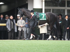 20150307 中山11R オーシャンS(G3) ショウナンアチーヴ 04