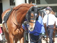 20190317 中山9R 幕張S(1600) クライムメジャー 07