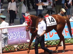 20160618 阪神8R 3歳上牝馬500万下 レーヌドブリエ 13