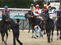 20150124 中山11R アレキサンドライトS ショウナンアポロン17